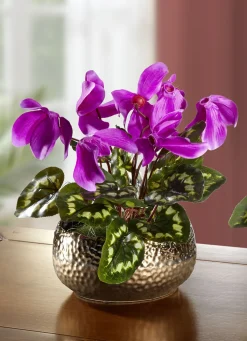 Alpenveilchen in Schale