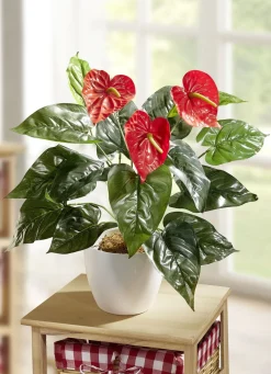 Anthurien im Topf