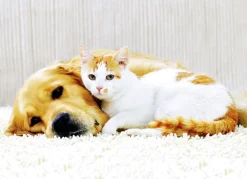 Bodenstaubsauger mit Zyklon-Technologie