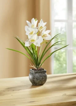 Cymbidium-Orchidee im Zementtopf