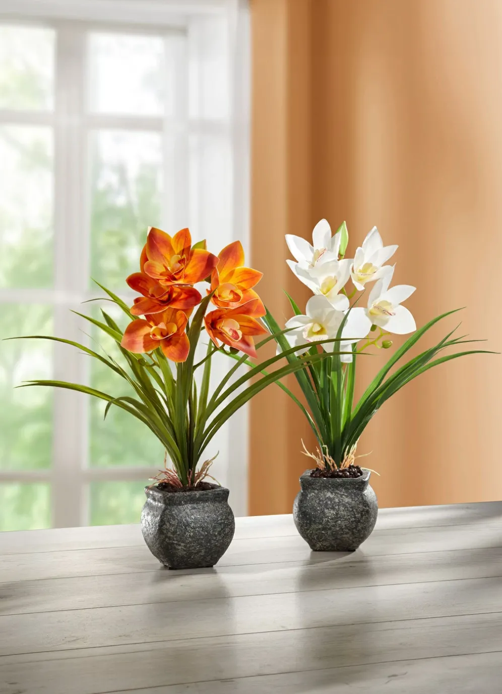 Cymbidium-Orchidee im Zementtopf