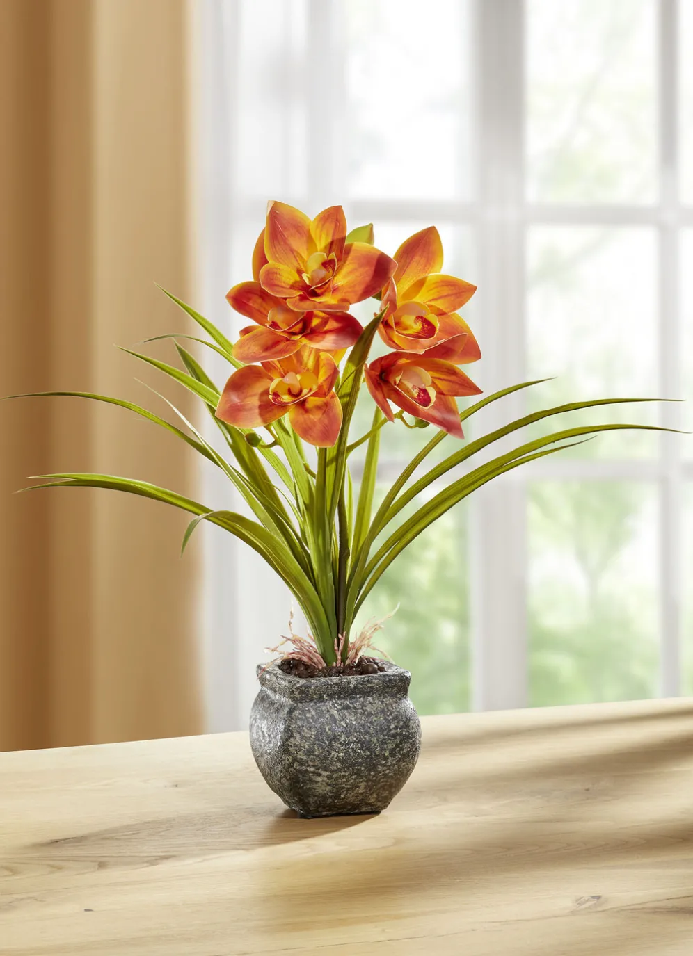 Cymbidium-Orchidee im Zementtopf