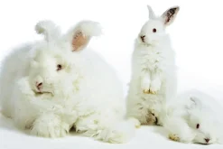 Herren-Angorawäsche